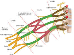 Image result for Superior Trunk Block