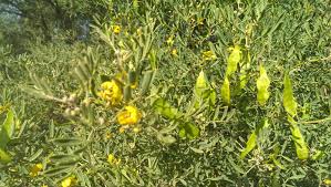 Senna artemisioides grows quickly to 6 tall & wide & creates a rounded upright forum. Shrubs Med Senna Artemisioides Ssp Coriacea Gawler Environment Centre
