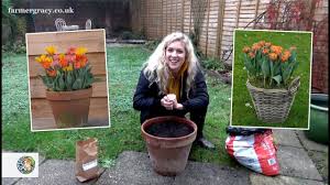 This is my second year doing this. How To Plant Tulips Bulbs In A Pot Or Container Farmergracy Co Uk Youtube
