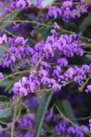 Image result for Hardenbergia