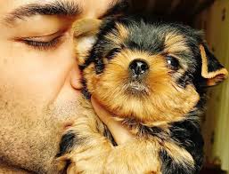 Amo Mais Que Palavras Funny Animals Pets Animals