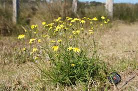 Image result for Senecio madagascariensis