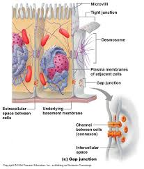 All cell types tested in mice have been shown to undergo transgenic cre recombination. Cell Junctions Anatomy Physiology