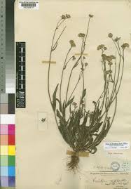 Image result for Emilia caespitosa