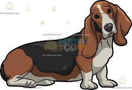 American Black And White Hound Dog A Curious Basset Hound Pet Dog A Short Legged Dog With White Black And Brown Colored Coat Long Droopy Ears And Chin Tilts Its Basset Hound Basset Dog Quilts