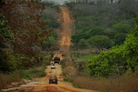 Image result for Commiphora fulvotomentosa