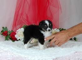 Australian shepherd for sale florida. Blue Merle Australian Shepherd Puppies Pets And Animals For Sale Florida