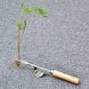 Tree workers shall never carry tools while climbing. 1