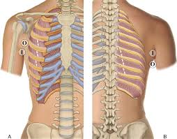 As i mentioned, it's located in the lower back. 8 Muscles Of The Spine And Rib Cage Musculoskeletal Key