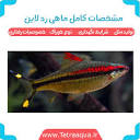 مشخصات کامل ماهی ردلاین (دنیسون بارب) شرایط نگهداری ، تولید مثل و ...