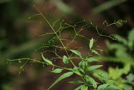 Image result for Galopina