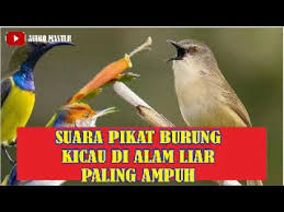 Suara Pikat Burung Kicau Dialam Liar Paling Ampuh Youtube Download suara burung cucak ijo: suara pikat burung kicau dialam liar