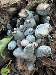 Image result for Xylaria polymorpha