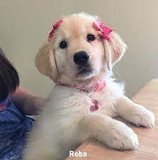 Memphis area golden retriever rescue. Golden Retriever Puppies For Sale Memphis Tn 316439