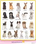 41 Best Small Dog Breeds with Pictures - 2020 - MerchDope