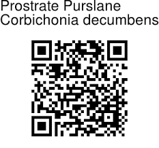 Image result for Corbichonia decumbens