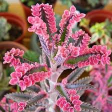 Image result for Kalanchoe dyeri