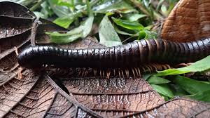 Image result for Liparis mulindana