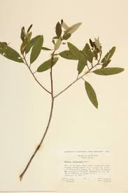 Image result for Rhamnaceae