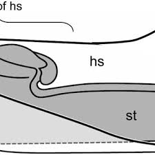 Image result for Marantochloa leucantha