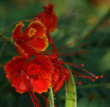 Image result for Buchnera pulcherrima