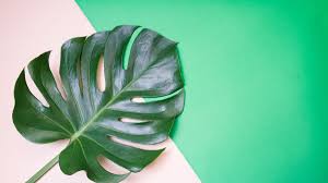 Find & download the most popular monstera leaf photos on freepik free for commercial use high quality images over 9 million stock photos. The Monstera Deliciosa Or Swiss Cheese Plant Is Everywhere Racked