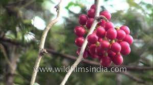 Image result for Tinospora fragosa