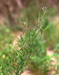 Image result for Cleome maculata