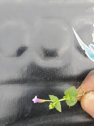 Image result for Craterostigma nummulariifolium