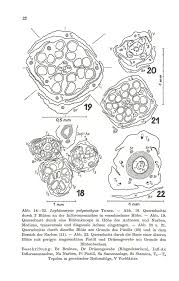 Image result for Lophiocarpus polystachyus
