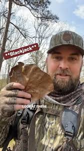 North Alabama Shortleaf Pine