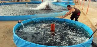 Wow, i can't believe i ever shopped for indoor barbeque elsewhere, cj Cara Membudidayakan Ikan Koi Di Kolam Terpal Pak Tani Digital