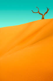 Image result for Pterygota mildbraedii