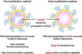 Peg is a coiled polymer of repeating ethylene ether units with dynamic conformations. Comparative Studies Of Polyethylene Glycol Modified Liposomes Prepared Using Different Peg Modification Methods Sciencedirect