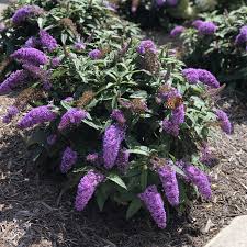 Thick, sturdy stems make the pugster series less brittle in growing and at retail, and increases winter survivability for these plants even in colder climates. Pugster Amethyst Buddleia Garden Crossings