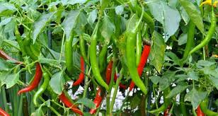 Selain itu, tanam kacang tanah pada tanah gembur yang mengandung unsur hara, kalsium, pospat, kalium, dan nitrogen yang cukup. Nak Tanam Cili Tak Perlu Ruang Besar Pun Lelaki Ini Kongsi Tip Cara Mudah Tapi Hasilnya Lebat Keluarga