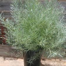 Image result for Acacia quiterajoensis