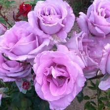 Norman H. Rombach Obituary and Online Memorial (2014)