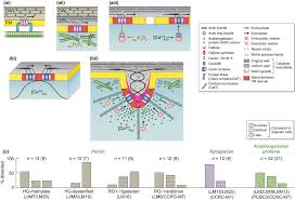 Figure 4.2 animal cell structure answers. Transfer Cells What Regulates The Development Of Their Intricate Wall Labyrinths Offler 2020 New Phytologist Wiley Online Library