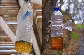 Rather than running out to the store for chemical relief why not create this simple. Homemade Wasp Trap