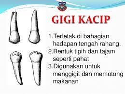 Maybe you would like to learn more about one of these? Jenis Gigi