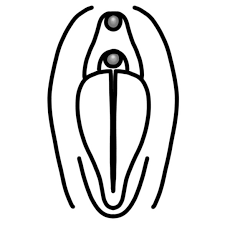 Piercing at inner and outer labias reappeared recently in the fetichist movement with the purpose to be able to close and prevent access to the vagina thanks to rings or padlocks. Vulva Piercing The Piercing Urge Female Genital Piercings