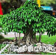 How to do design on a bonsai peepal tree/বনসাই গাছের উপর ডিজাইন(with english subtitle). Us 1 38 5 Pcs Peepal Ficus Religiosa Bonsai Family Moraceae Perennial Sacred Fig Bonsai Semi Evergreen Bodhi Tree Widely Cultivated M Deargogo Com