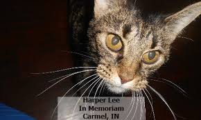 Food is looking quite healthy.tell me is this food will fulfill all the food and nutrition requirement of my cat or not? Reports Of Problems With Weruva In Australia Truth About Pet Food