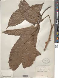 Image result for Panda oleosa