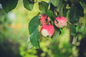Are you planning to purchase covenant eyes? For The Church What Does It Mean To Be The Apple Of God S Eye