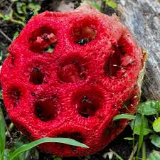 Image result for Pycreus macrostachyus