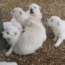 April 6 2018 White German Shepherd Puppies 3 Weeks Old 2 White German Shepherd German Shepherd Puppies Puppies