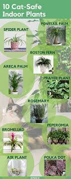 10 Cat Safe Houseplants That Are A Cinch To Grow Safe House Plants Cat Safe House Plants Plants