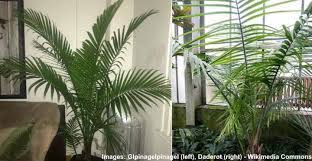 It can happen because of a number of factors, including: Majesty Ravenea Palm Care How To Grow Ravenea Plant Indoors